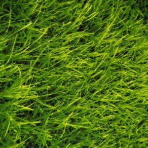 Tablecloth, Central Park